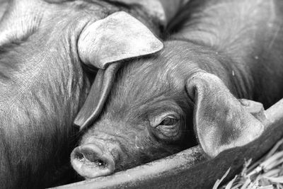 Close-up of dog relaxing