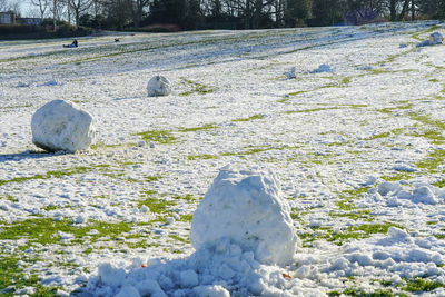 Plants growing on rocks during winter