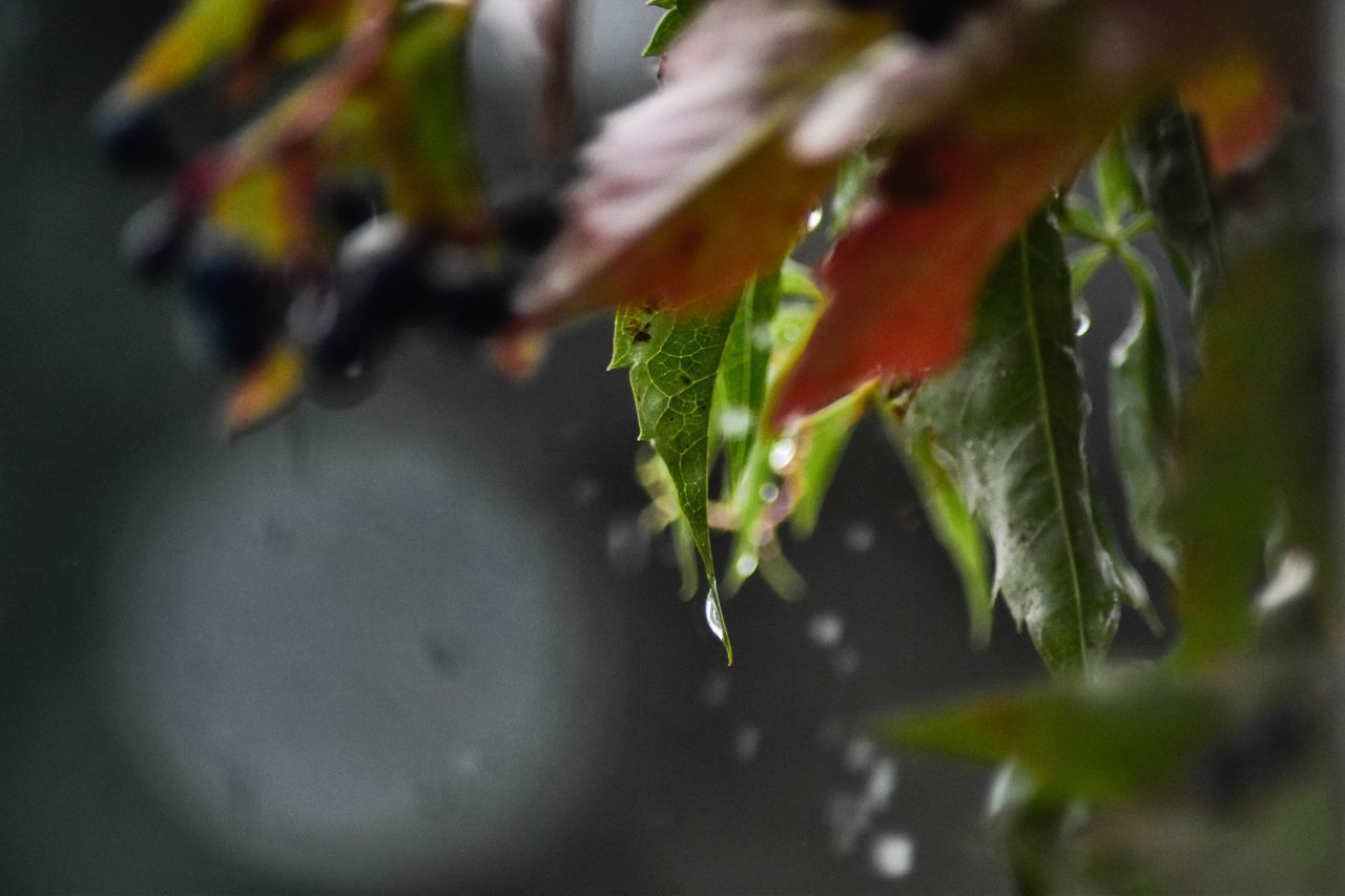 CLOSE-UP OF LEAVES IN PLANT