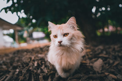 Portrait of cat sitting outdoors