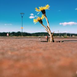 Yellow flowers blooming amidst footpath