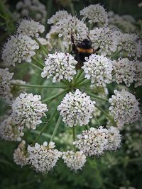 Close-up of insect on white flowers