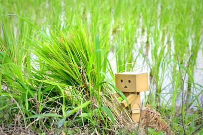 Plants growing on grassy field