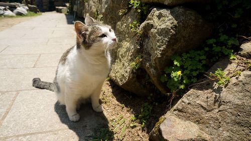 Cat lying on rock