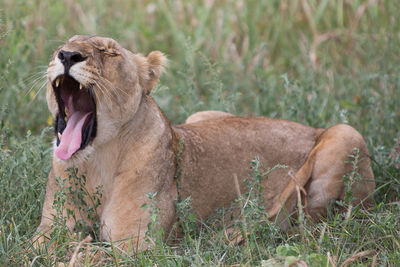 Close-up of sheep relaxing on grass