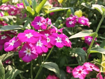 Close-up of pink flowering plant