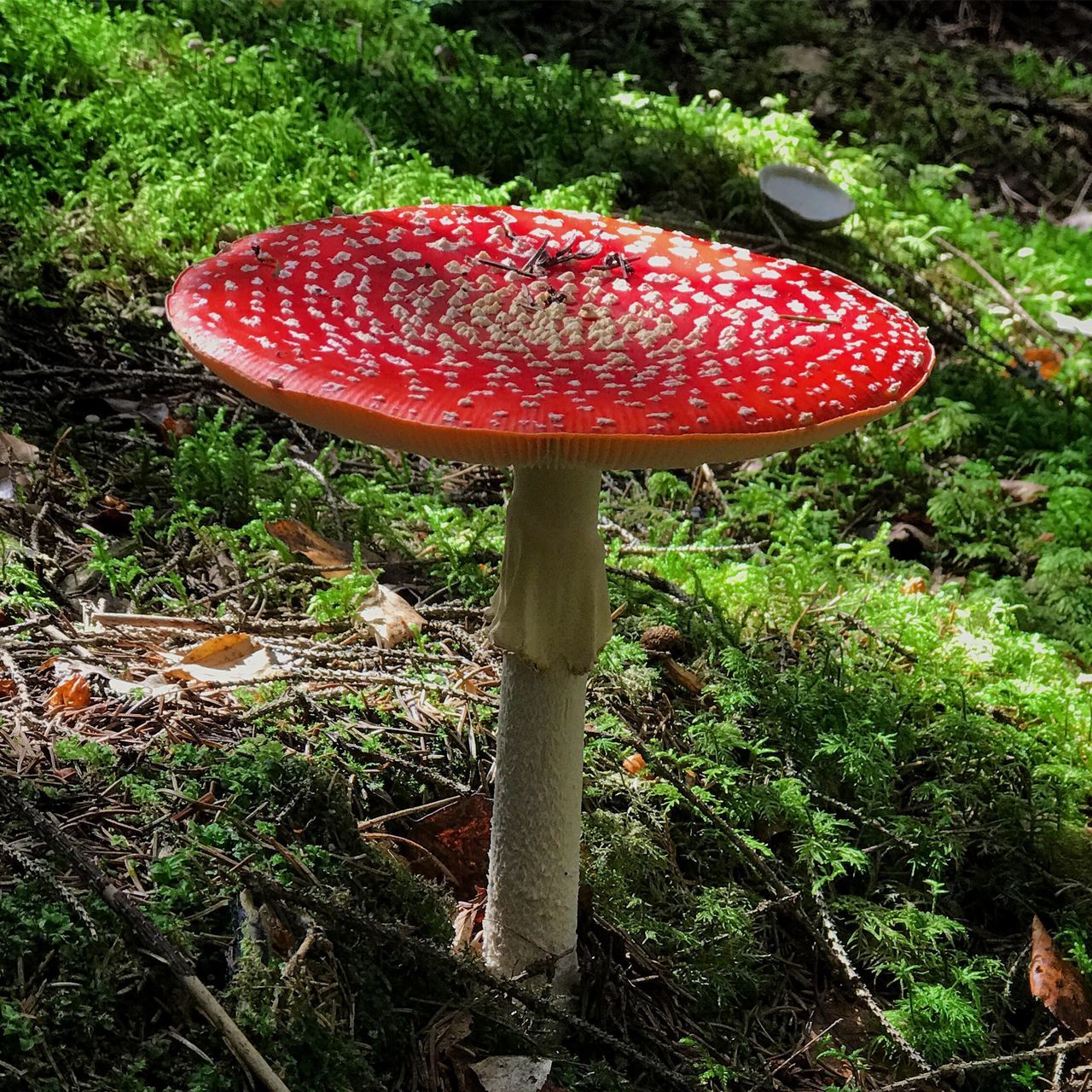 CLOSE-UP OF FLY AGARIC MUSHROOMS