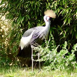 View of a bird on field