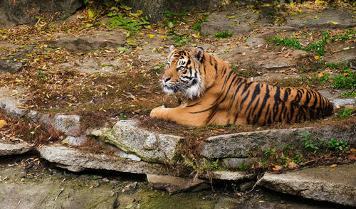 Tiger in zoo