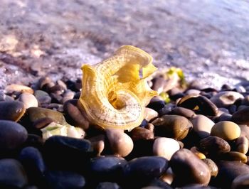 Close-up of pebbles on beach