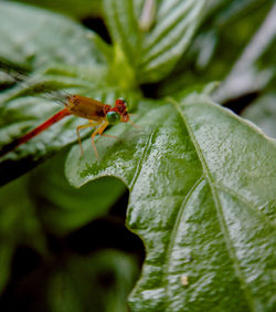 Close-up of insect on leaf