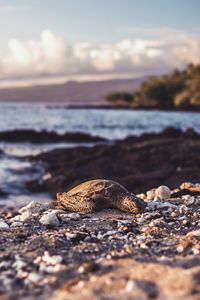 Surface level of pebble on beach against the sky