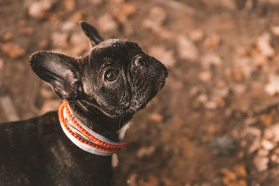 Close-up of a dog looking away