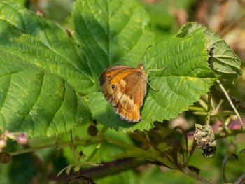 Close-up of butterfly on leaf