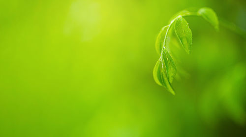 Close-up of fresh green leaves