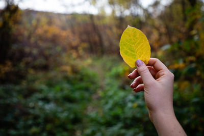 Close-up of hand holding autumn leaf 