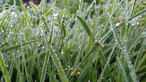 Close-up of wet grass on field during rainy season