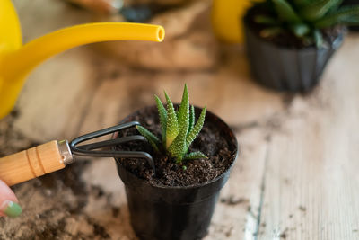 Close-up of potted plant