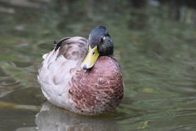 Close-up of swan swimming in lake