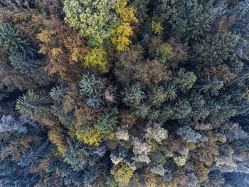 Close-up of flower tree