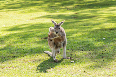 Deer on green grass