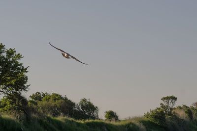 Low angle view of birds flying in the sky