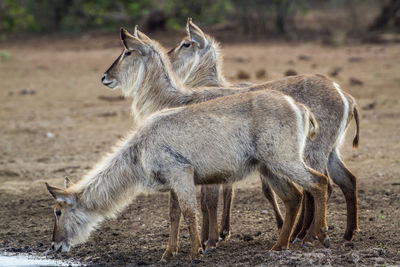 Waterbuck standing in forest