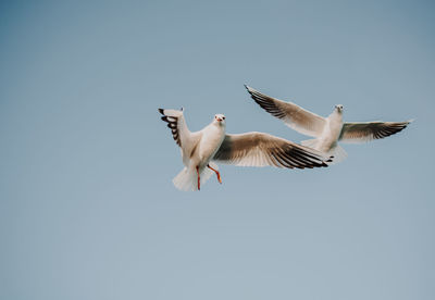 Low angle view of seagulls flying in clear sky