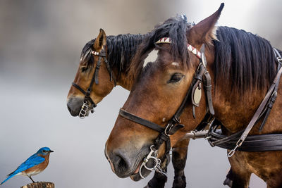 Close-up of a horse