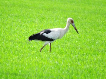 Side view of a bird walking on grass