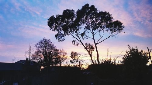 Silhouette tree against sky during sunset