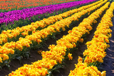 High angle view of yellow flowers