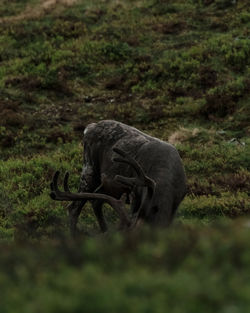 Elephant on field