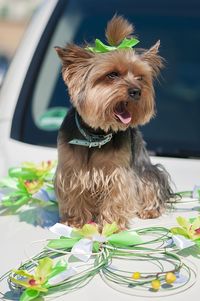 Yorkshire terrier sitting on decorated wedding car hood