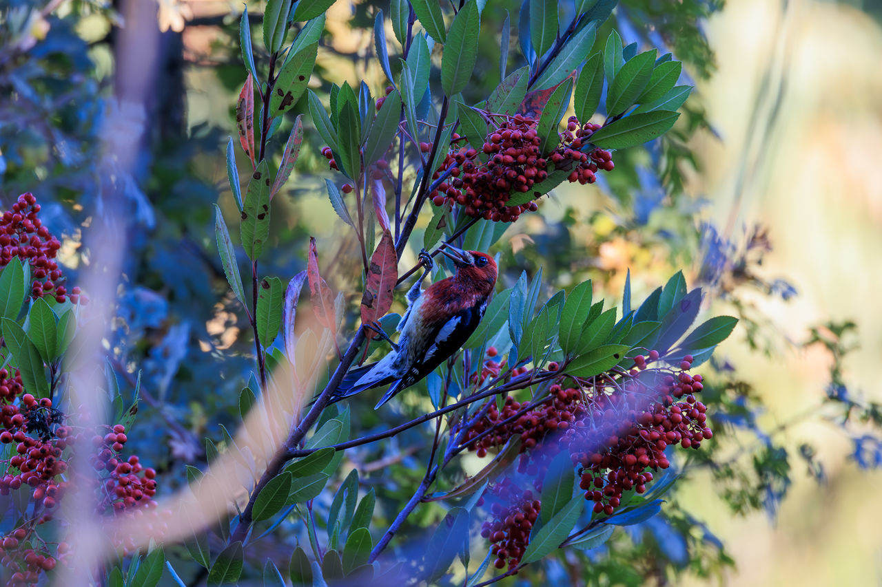 plant, nature, flower, flowering plant, tree, beauty in nature, growth, blossom, freshness, multi colored, autumn, wildflower, food and drink, plant part, food, leaf, no people, outdoors, fruit, close-up, selective focus, macro photography, branch, day, purple, focus on foreground, shrub, berry, blue, healthy eating, sunlight, environment, land, summer, green, red, spring, botany