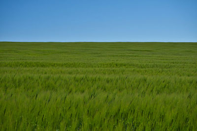 Scenic view of agricultural field against clear sky