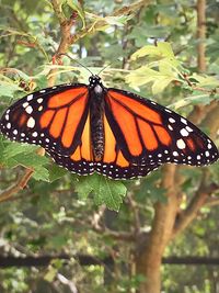 Close-up of butterfly on plant