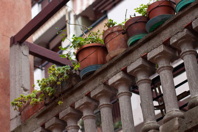 Low angle view of potted plants on balcony railing