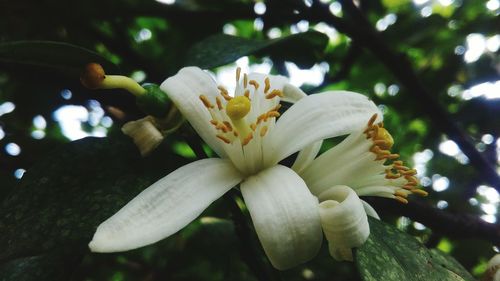 Close-up of white flowering plant