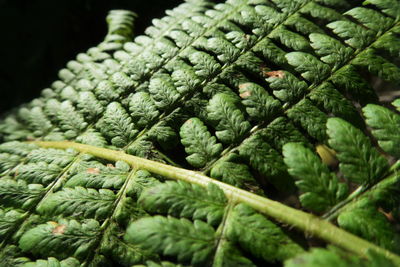 Detail shot of green leaves