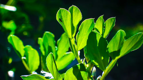 Close-up of fresh green plant