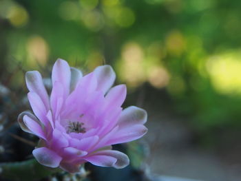 Close-up of pink flowering plant