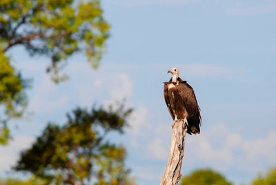 Low angle view of eagle perching on tree against sky