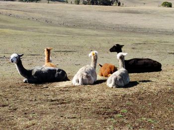 Swans on sheep