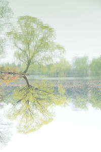 Trees by lake against sky