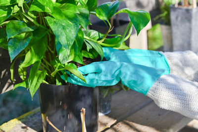 Close-up of potted plant