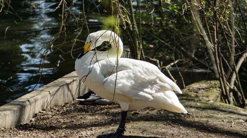 View of a bird on a land