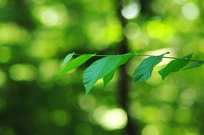 Close-up of leaves against blurred background