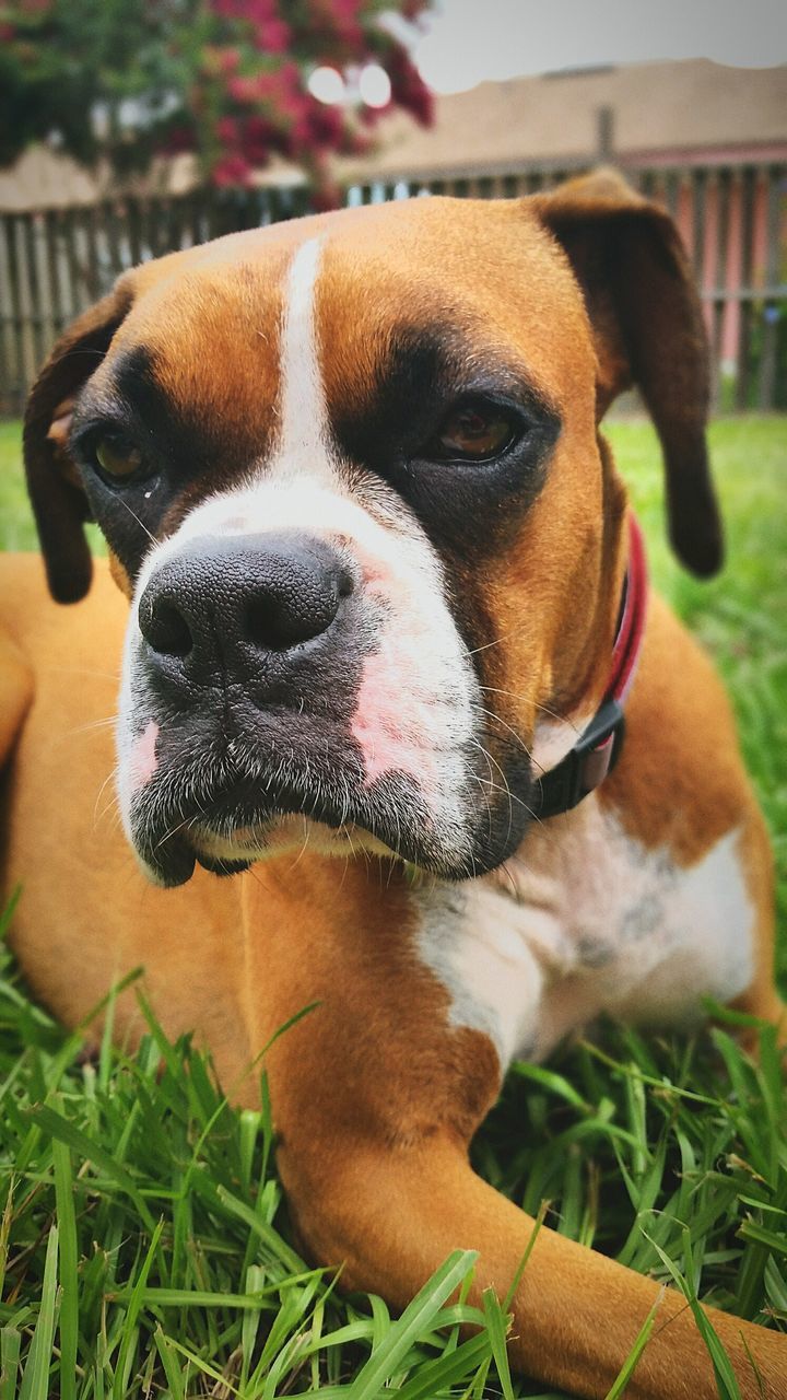 domestic animals, dog, animal themes, pets, one animal, mammal, grass, close-up, portrait, focus on foreground, looking at camera, animal head, field, pet collar, one person, sticking out tongue, relaxation, animal body part, front view