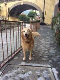 Portrait of dog on bridge